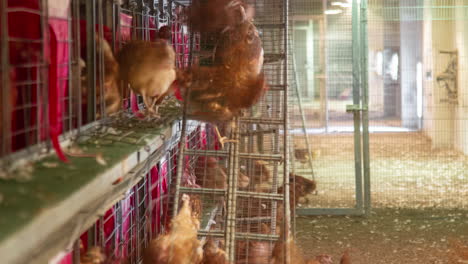 time-lapse of hen climbing to their cages inside a poultry processing factory