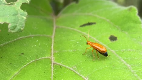 Makro-Detail-Nahaufnahme-Des-Kürbiskäfers,-Der-Sich-Auf-Der-Grünen-Blatternte-Wundert