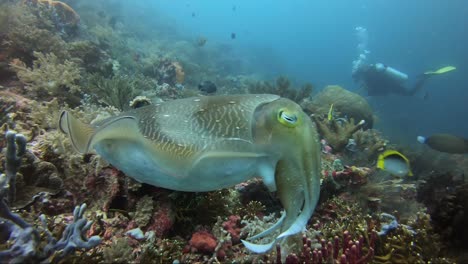 cuttlefish pan around with scuba diver in background