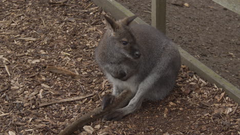 Bennets-Wallaby-Sitzt-Im-Streichelzoo-Auf-Dem-Weg