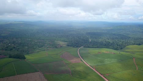 panorama of a road through evergreen tea farm near mabira forest nature reserve in uganda, east africa