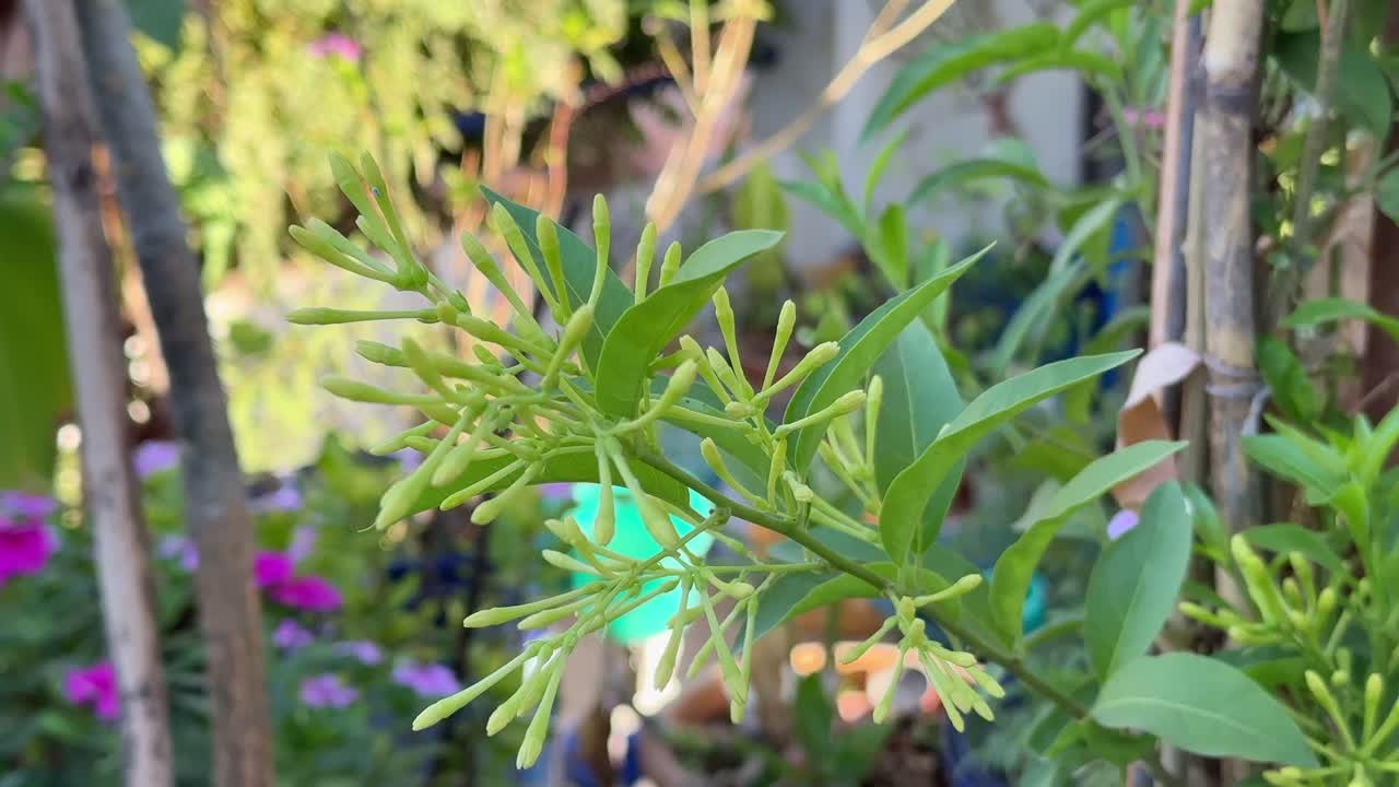 Camera spinning around the branch of Night Jasmine flower blooming in the garden