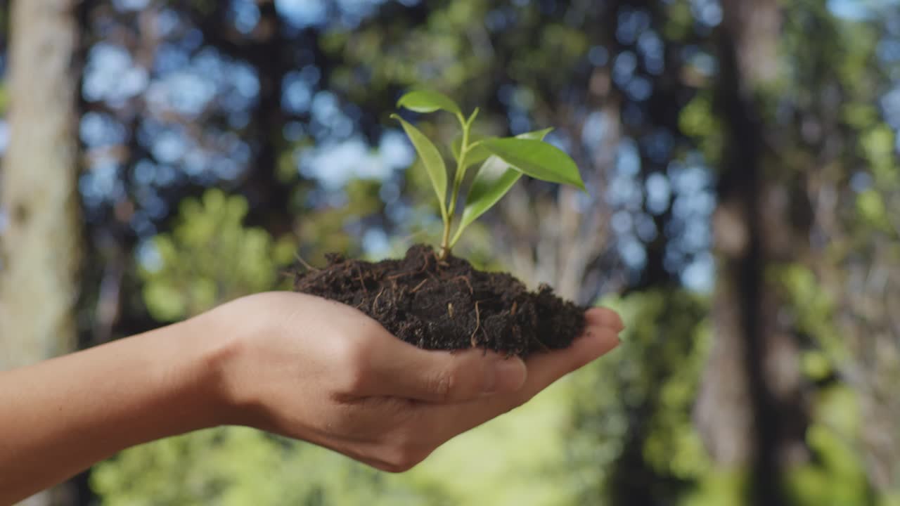 cerca de barro de tierra negra con un brote de árbol en la mano del agricultor en el bosque