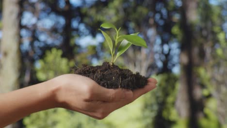 close up of black dirt mud with a tree sprout on farmer's hand in the forest