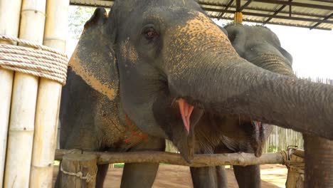 elephants eat watermelons from the hands of a girl