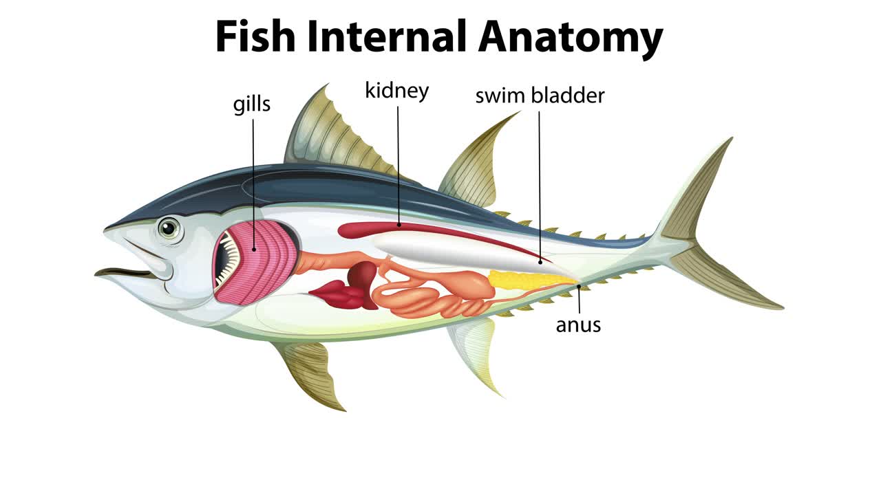물고기 내부 장기의 상세한 모습