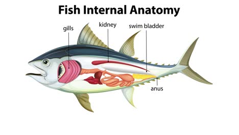 vista detallada de los órganos internos de los peces