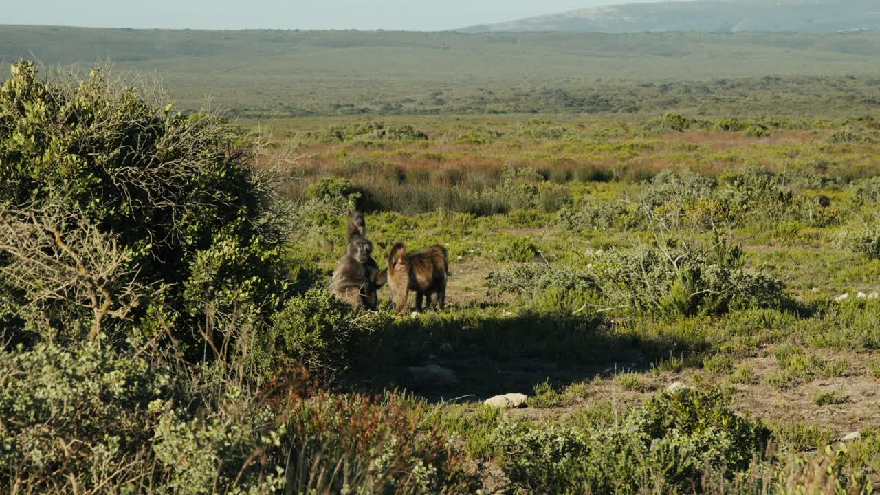 Group of baboons relaxing in an African nature reserve