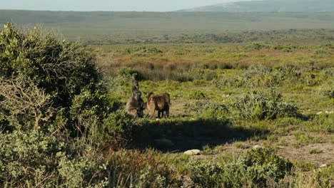 group of baboons relaxing in an african nature reserve