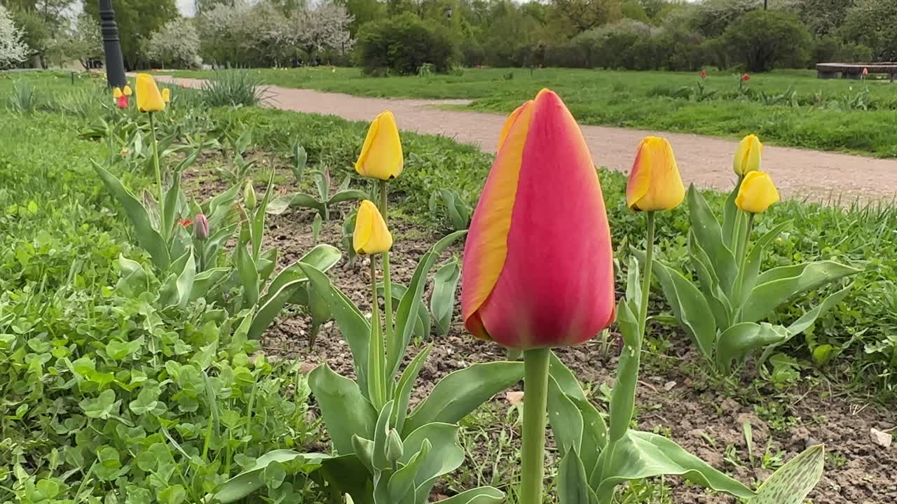 Tulips bloom in the city park