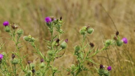 purple wildflowers gently moving in the wind