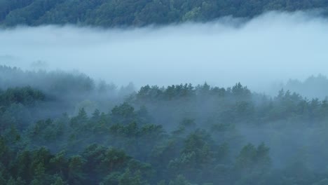 fog over the forest. drone aerial view