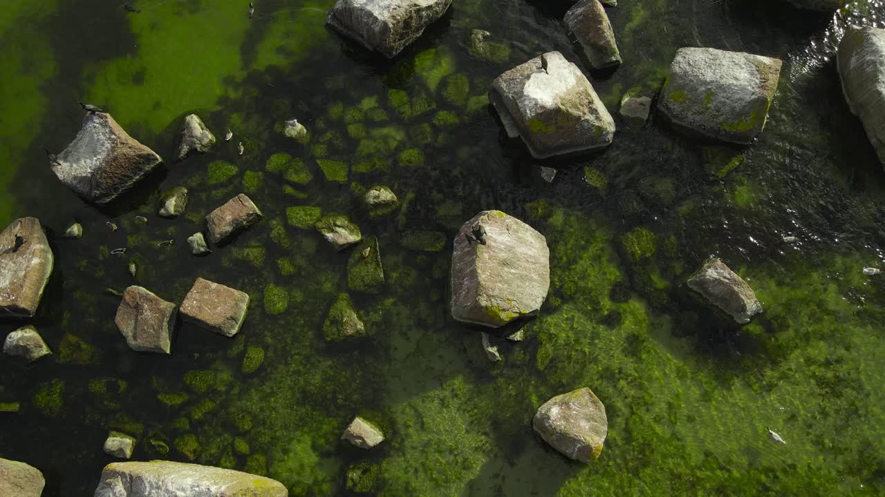 Aerial drone video of wild and beautiful Cormorant birds flying and sitting on large rocks or boulders in green and shallow sandy ocean sea water during a sunny day. Seaweed visible under small waves
