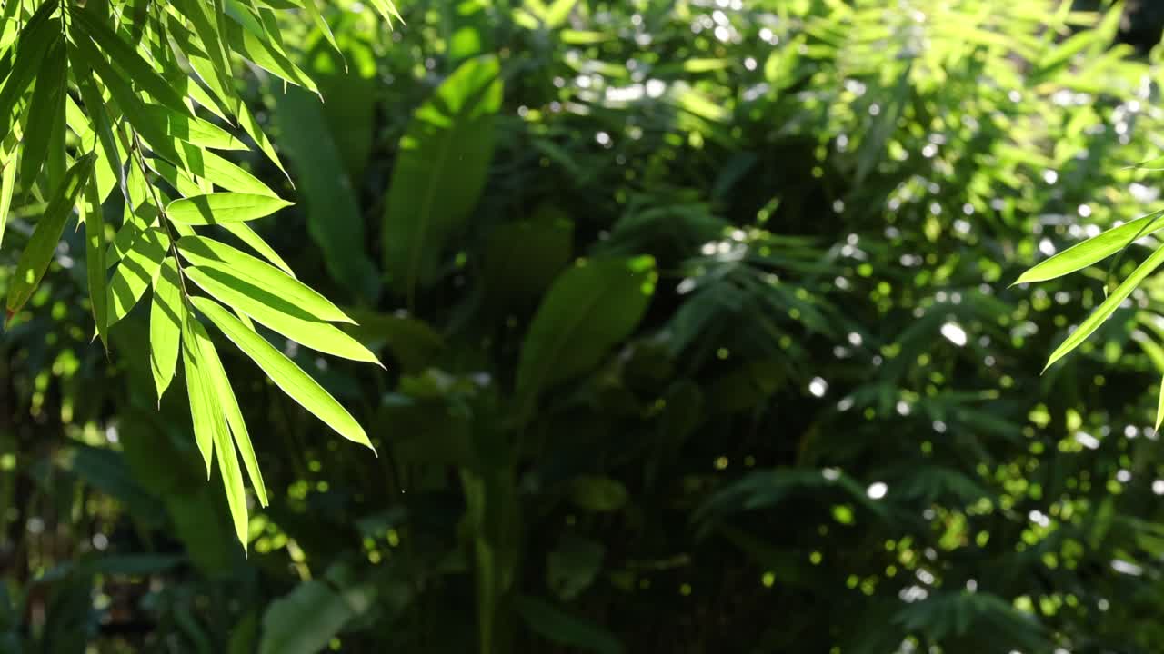 hojas verdes moviéndose suavemente a la luz del sol