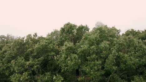 Aerial-view-of-foggy-forest-and-woman-collecting-mushrooms