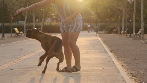 woman playing with dog in the park. slow motion. boxer dog enjoying sunny sunset outdoors