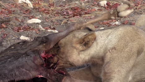 lioness-tearing-flesh-from-the-bones-of-a-half-devoured-wildebeest-and-breathing-heavily,-close-up-shot