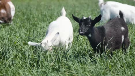 Mini-goat-babies-grazing-in-a-tall-field-of-grass,-baby-goats-with-mothers