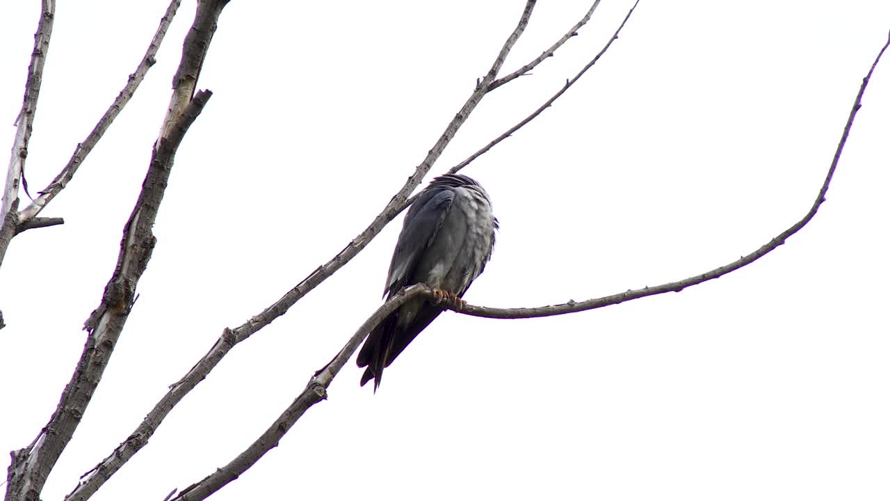 Mississippi Kite in a tree with overcast sky.  Camera is static.