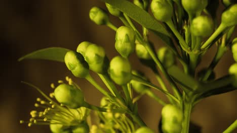 Goldene-Penda-Gelbe-Blumenblüte