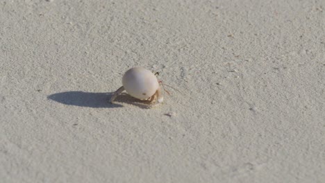cangrejo ermitaño en una playa de arena