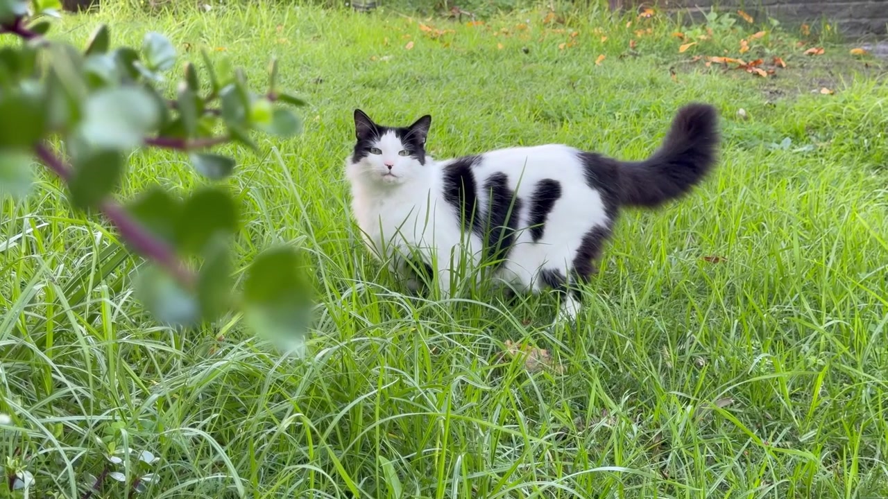 白黒の猫が芝生の上に立っています。