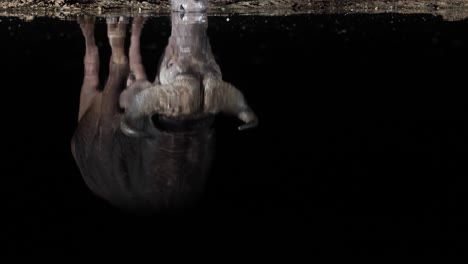 Artful-reflection-of-Cape-Buffalo-at-night-drinking-from-black-pond