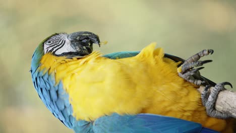 slow motion shot of blue and yellow macaw feeding himself with legs,close up