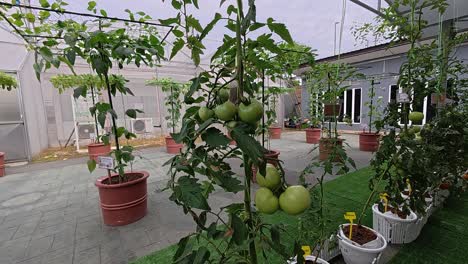 tomato plants grow in pots, climbing support stakes. these well-tended plants serve as both produce and decorative elements, showcasing healthy growth.