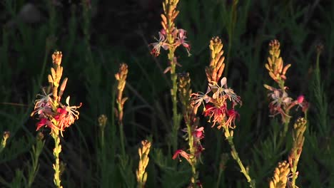 closeup of texas wildflowers moving in the breeze