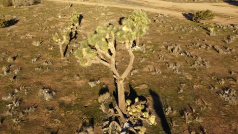 aerial orbit pan arounda joshue tree during golden morning light in hesperia desert, california