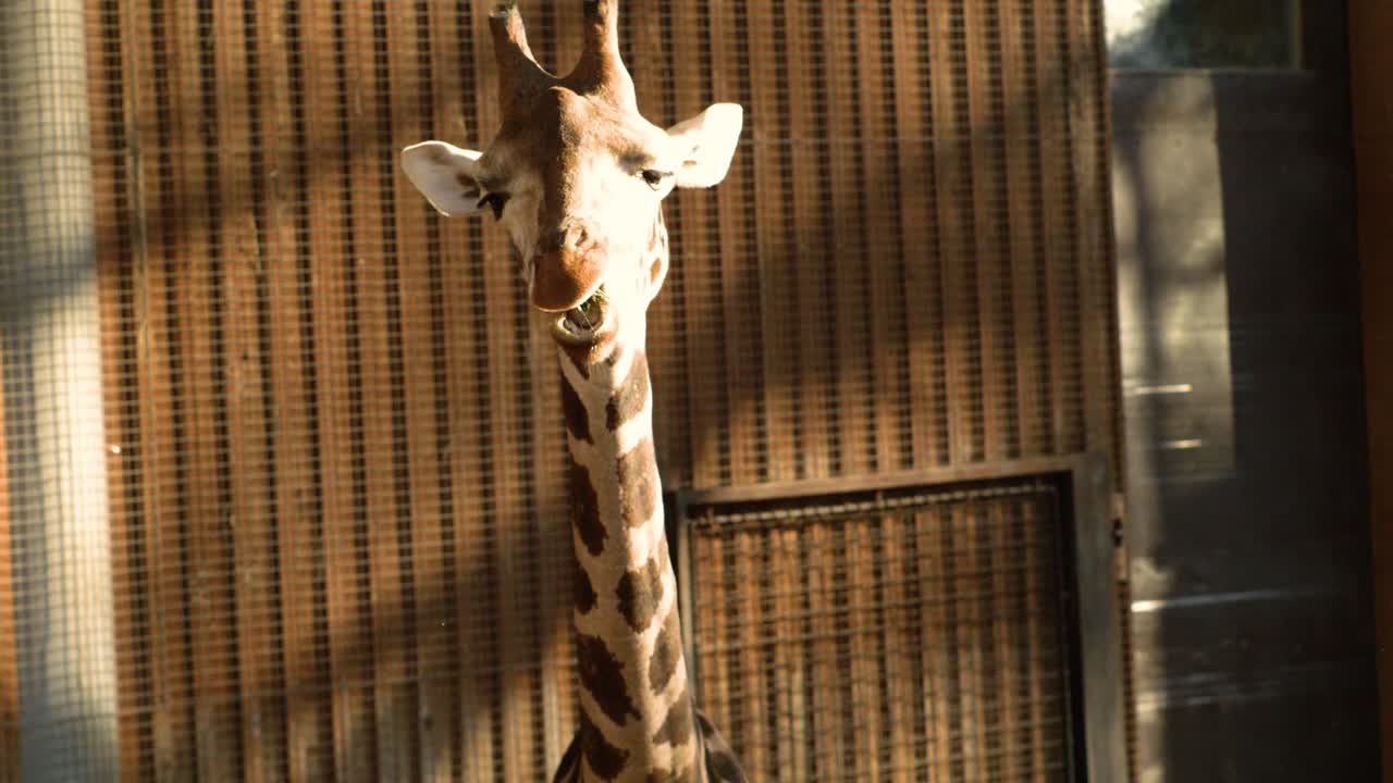 giraffe eating hay close up super slow motion
