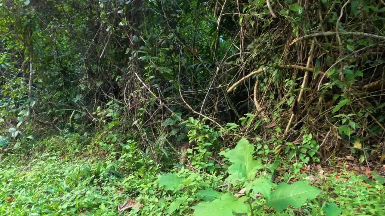 un mono camuflado en la densa vegetación del bosque