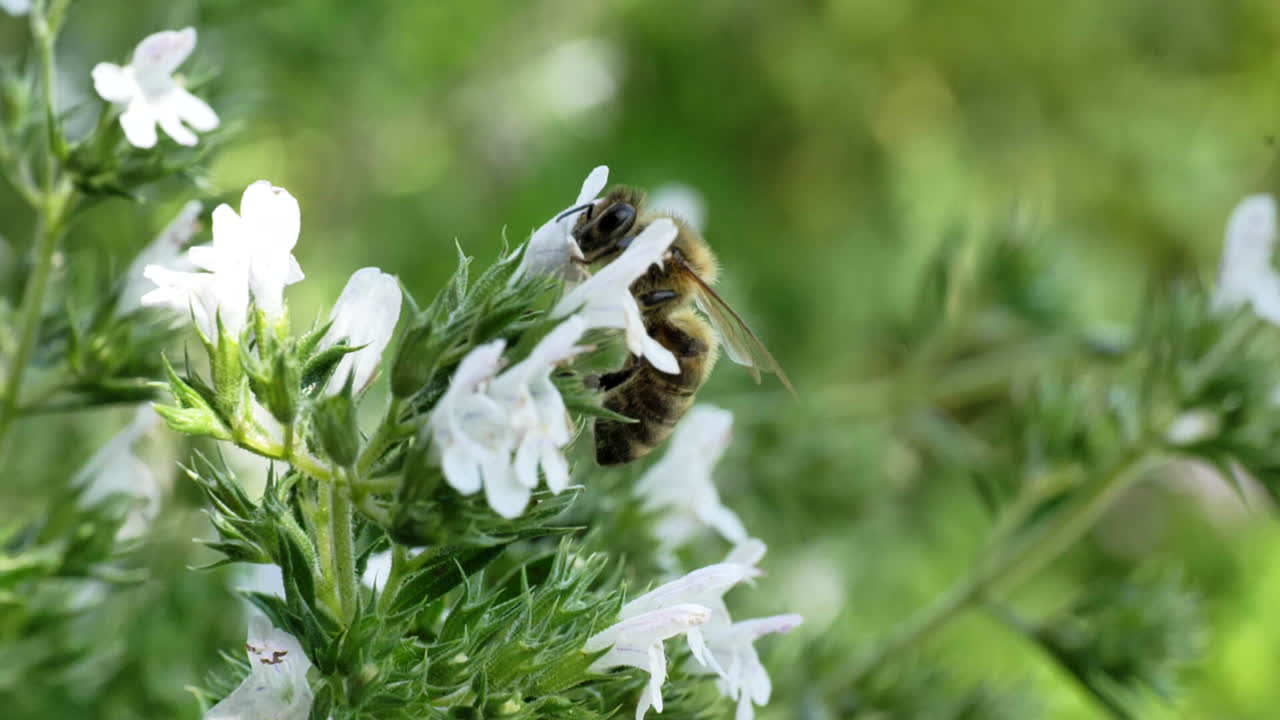 Honeybee on Thyme Flower