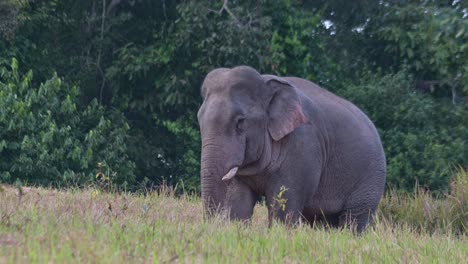 Camera-zooms-in-while-this-massive-beast-fans-its-body-with-its-ears-and-bring-food-to-its-mouth-with-its-trunk,-Indian-Elephant-Elephas-maximus-indicus,-Thailand