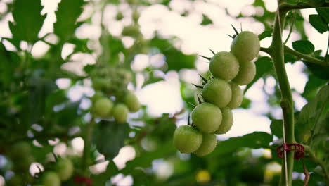 Hängende-Stängelpflanze-Der-Grünen-Kirschtomate-Auf-Der-Gemüseplantage.-Organisches-Konzept.