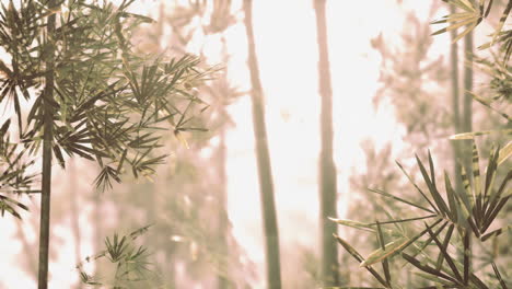 closeup view of bamboo forest in the morning sunlight