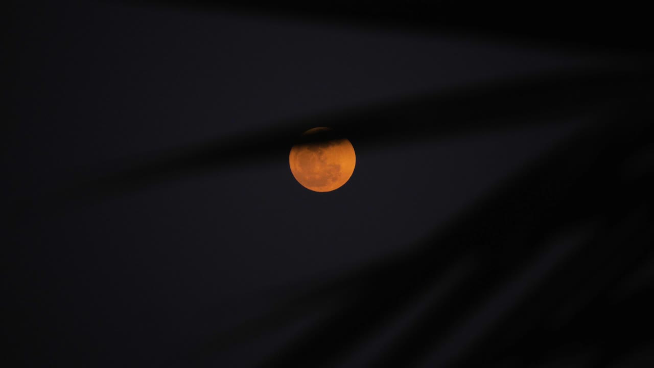 moon through palm tree