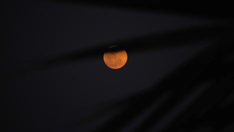 luna a través de la palmera