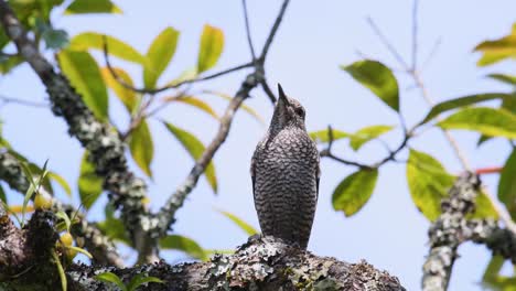 Monticola-solitarius,-Blue-Rock-Thrush