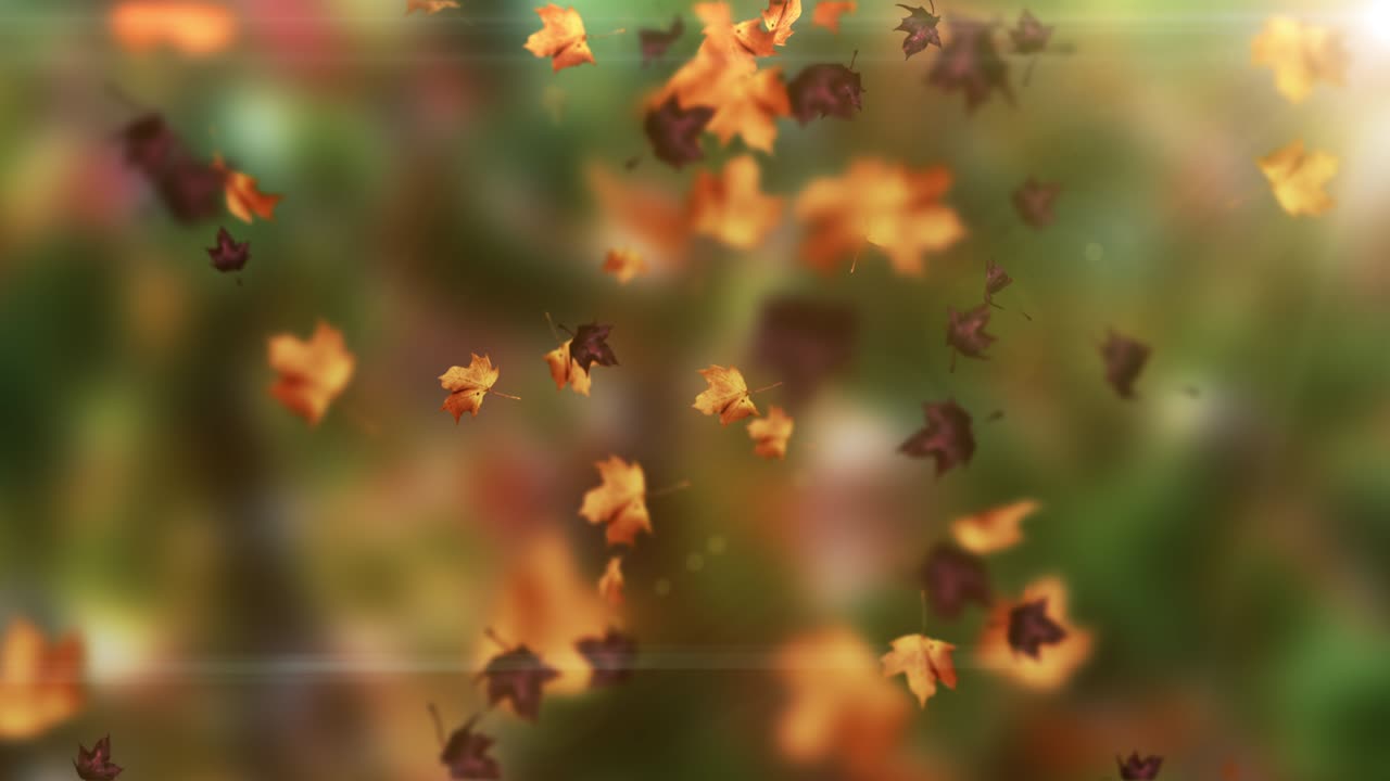 떨어지는 잎의 애니메이션 루프 가을