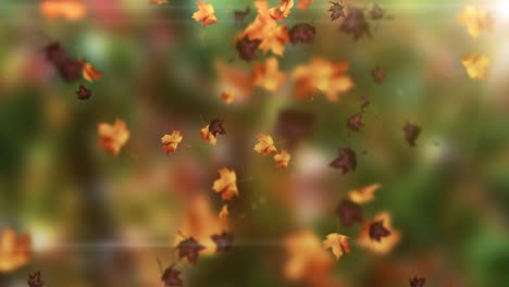 animación de las hojas que caen bucle otoño