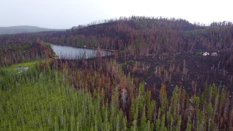 Vista-Aérea-Del-Paisaje-Forestal-Carbonizado-Cerca-De-Lebel-sur-quévillon