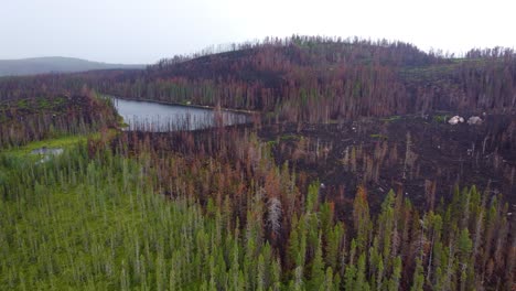vista aérea del paisaje forestal carbonizado cerca de lebel-sur-quevillon