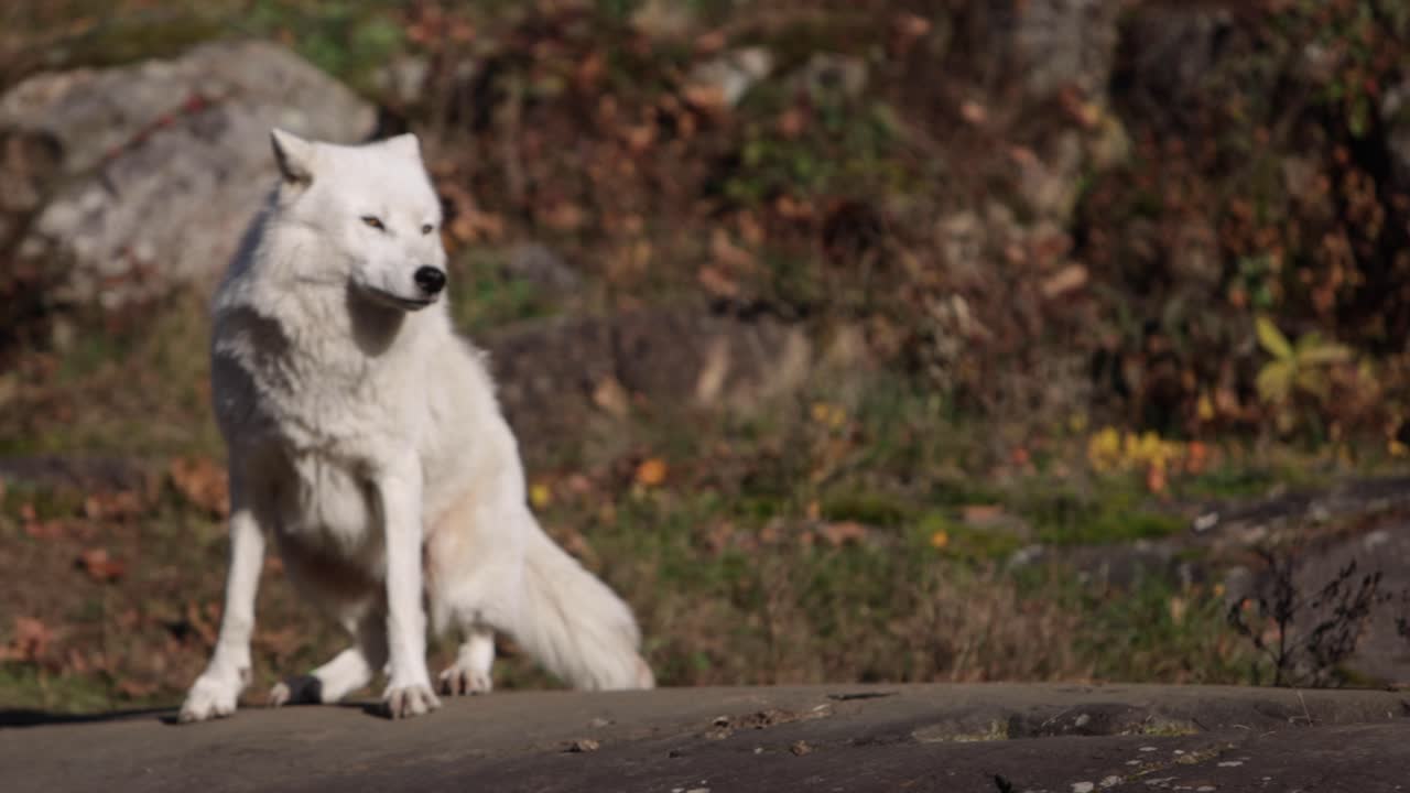 바위가 많은 산악 지역 낮은 태양을 둘러보고 있는 북극 늑대 두 마리