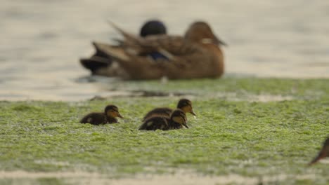 CLose-up-panning-shot-of-baby-ducks-swimming-through-green-seaweed-and-algae-with-adult-brown-bucks-around-them