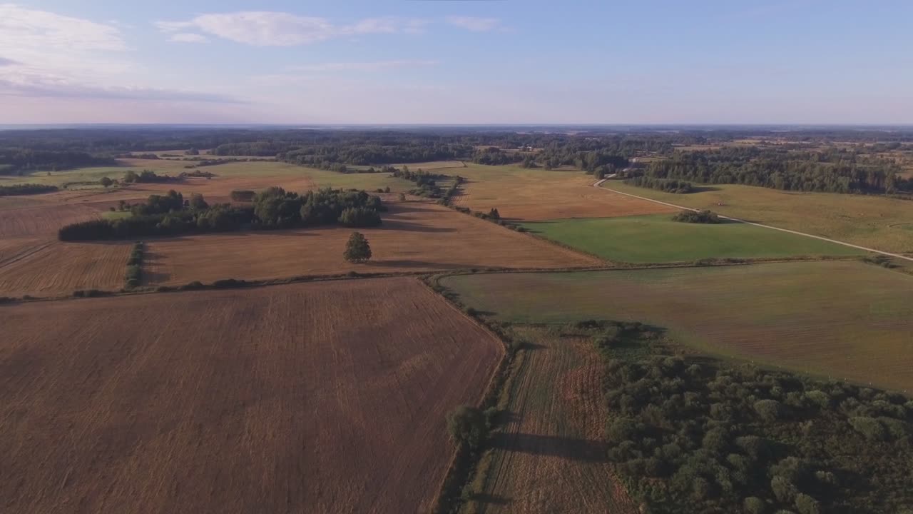 árboles y arbustos en los campos en una soleada mañana de verano