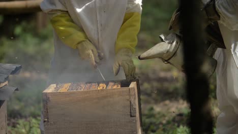 beekeepers blow smoke into beehive in order to start inspecting it - slow motion