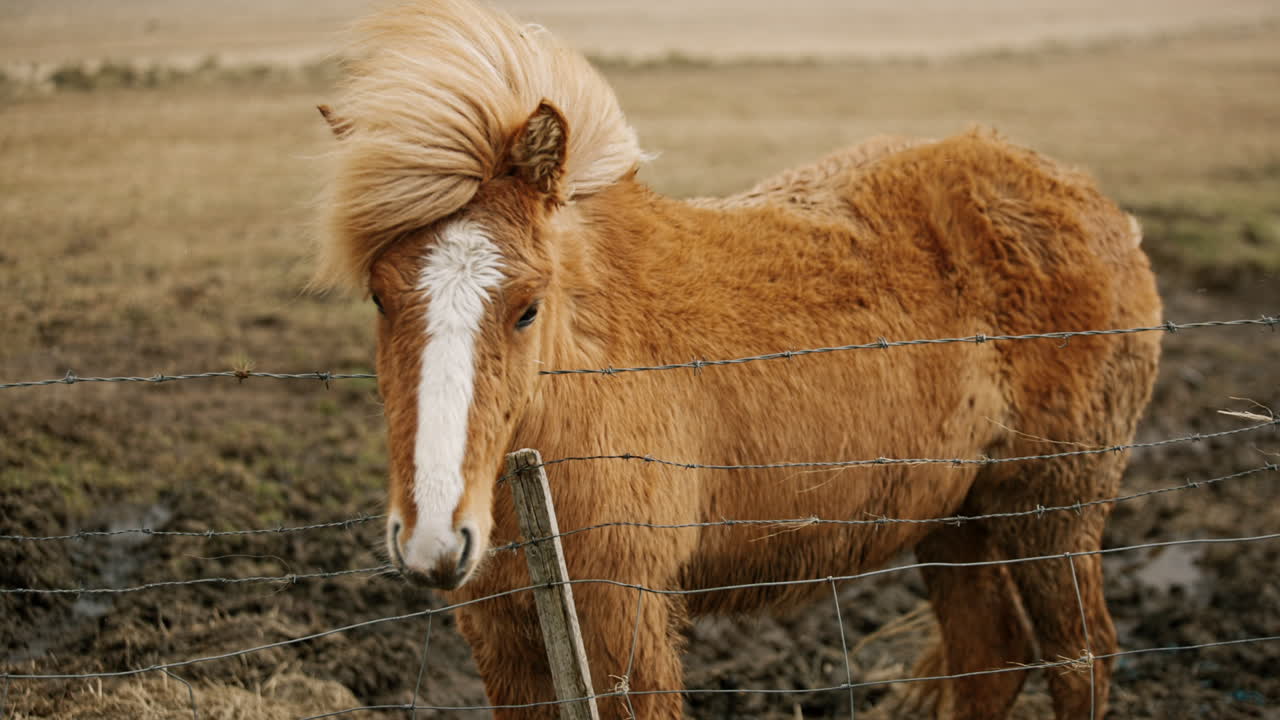 Icelandic Horse by a Fence