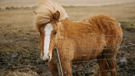 icelandic horse by a fence